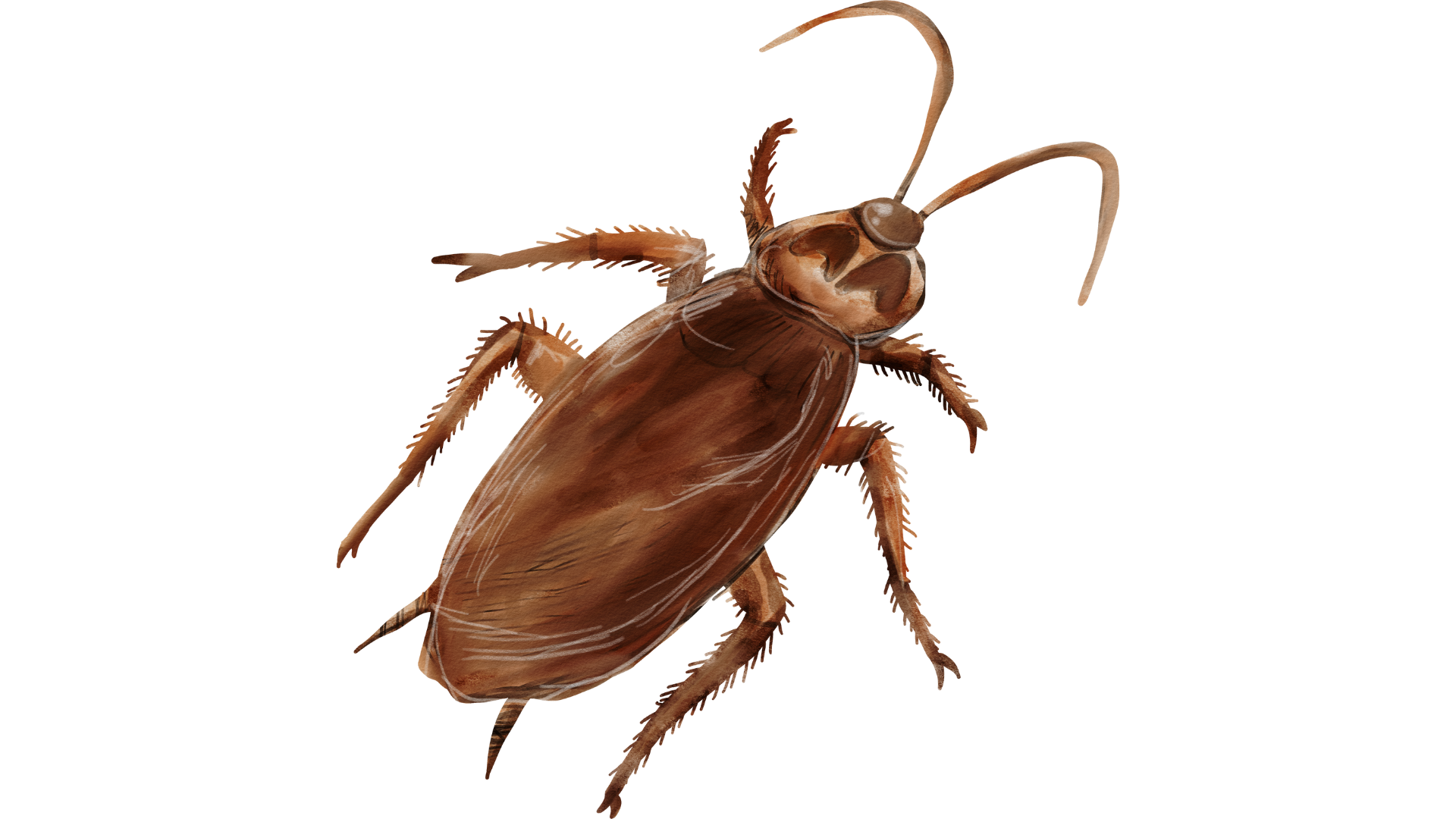 Hamamböceği İlaçlama İstanbul