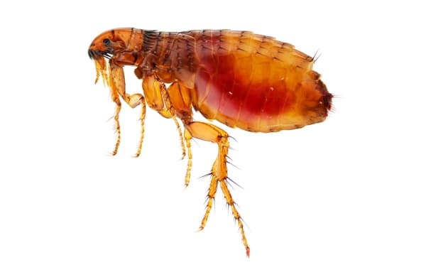 İstanbul Pire İlaçlama